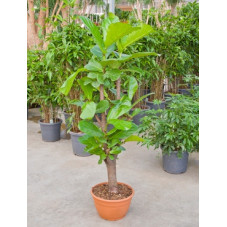 ficus lyrata - tige ramifié...