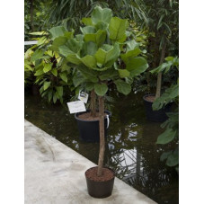 ficus lyrata - tige - 170 cm