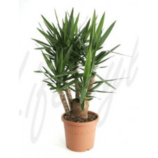 Yucca elephantipes  -  120 cm