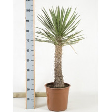 yucca filifera - 110 cm