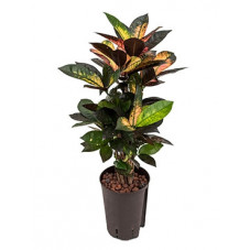 croton iceton 65 cm