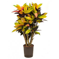 croton iceton 120 cm