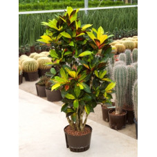 croton iceton 140 cm