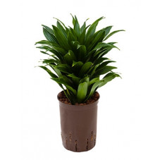 dracena compact 40 cm