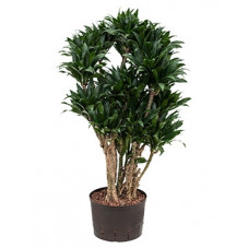 dracena compacta ramifié...