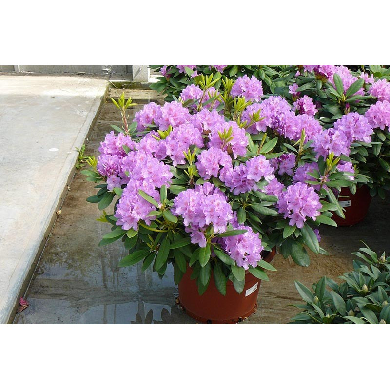 Rhododendrons Rhododendrons