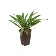 dracena derimensis