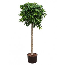 ficus benjamina columnar -...