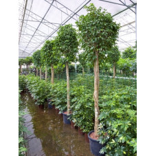 ficus benjamina columnar -...