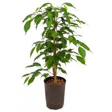 ficus benjamina 80 cm