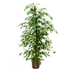 ficus benjamina 110 cm