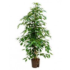 ficus benjamina 140 cm