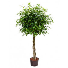 ficus benjamina sur tige...