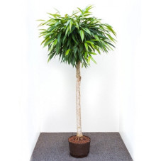 ficus ali tige - 170 cm