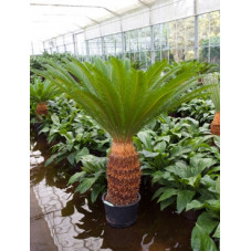 cycas revoluta - 160 cm