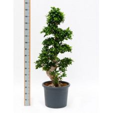 ficus microcarpa - tige 170 cm