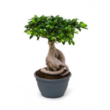 Ficus microcarpa ginseng 45 cm