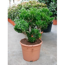 crassula horn tree - 80 cm