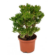 crassula horn tree - 55 cm