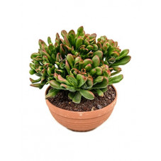 crassula red horn tree