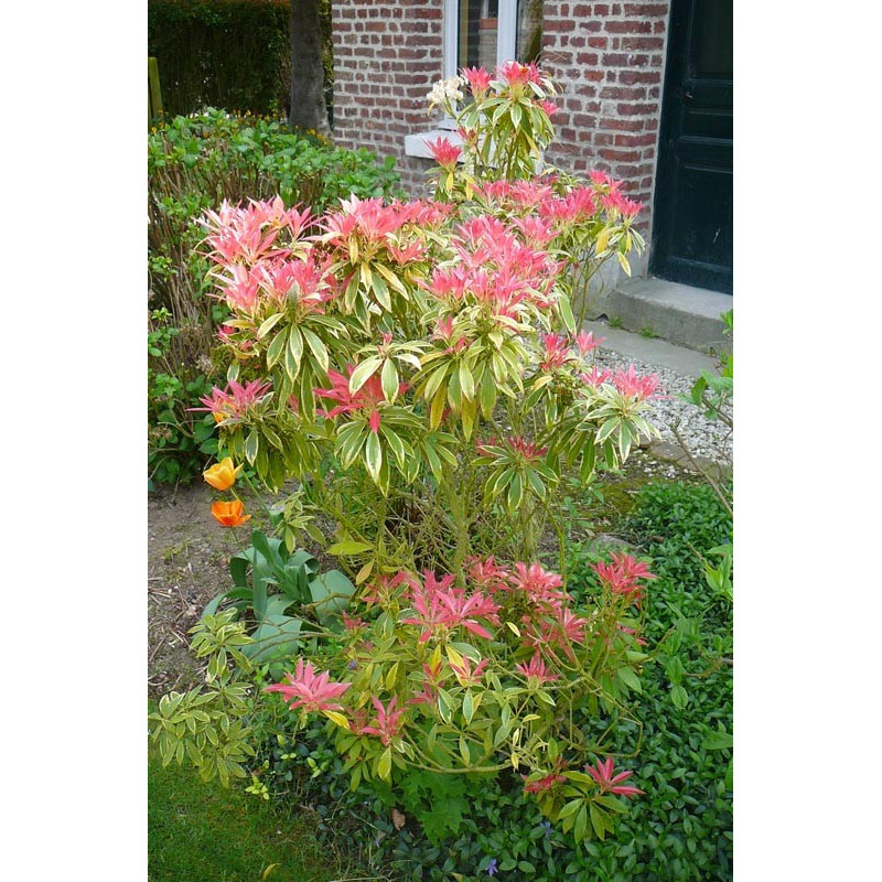 Pieris japonica