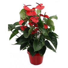 anthurium and. dark red