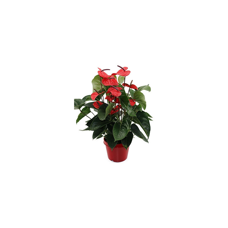 vente d'anthurium (anthurium and. dark red)