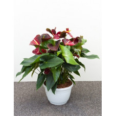 anthurium and. otazu