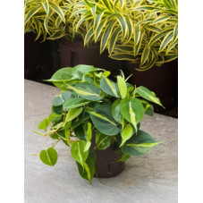 philodendron grand brasil