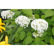 Hydrangea arborescens "annabelle"