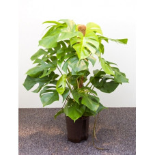 philodendron pertusum