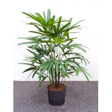 rhapis excelsa 100 cm