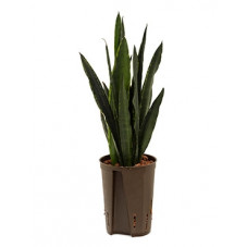 sansevieria black tiger 80 cm