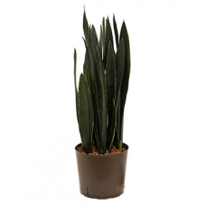 sansevieria black tiger 90 cm