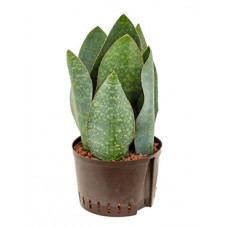 sansevieria congo