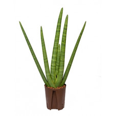 sansevieria cylindrica