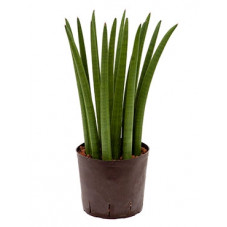 sansevieria cylindrica...