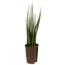 sansevieria fernwood