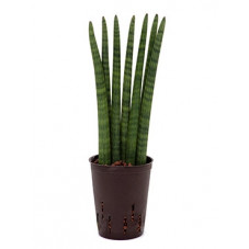 sansevieria cylindrica wave