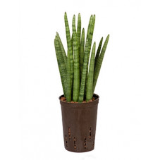 sansevieria cylindrica tower