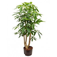 schefflera amate 150 cm