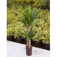 yucca elephantipes 120 cm