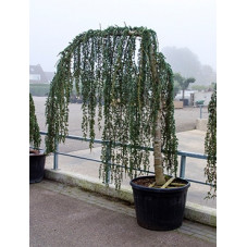 cèdre pleureur circonférence 20/+ cm - grosse taille - pot de 130 litres