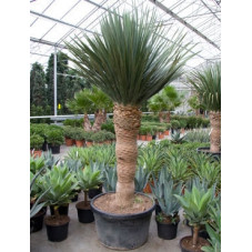 dracena draco