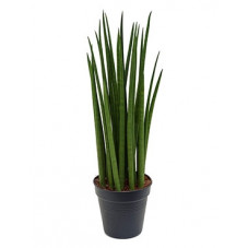 sansevieria spikes