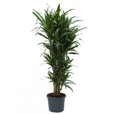 dracena derimensis - multi...