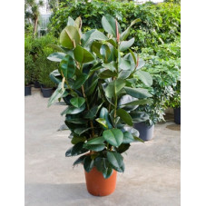 ficus robusta ramifié 160 cm