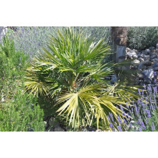 Chamaerops humilis