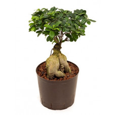 Ficus microcarpa ginseng 60 cm