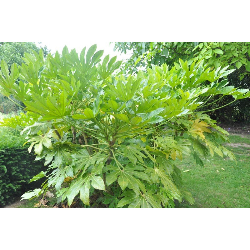 Fatsia japonica (aralia sieboldii)